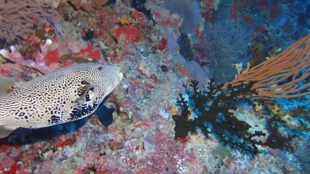 Аратрон. смотреть онлайн