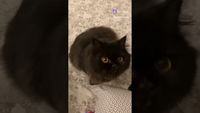 котики по ломались вроде #приколы #животные