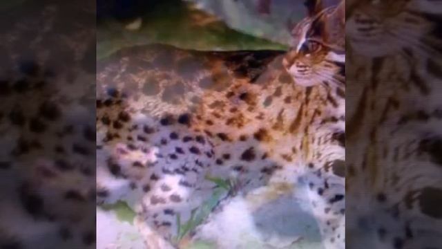 Кошки не похожи на людей смотреть онлайн