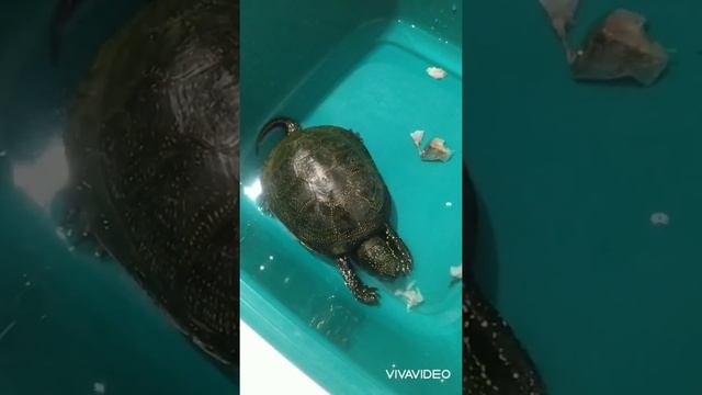 Черепашка кушает рыбку смотреть онлайн