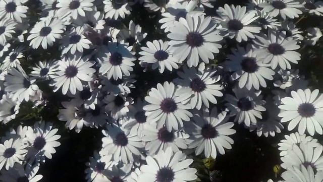 Margaritas del cabo en flor смотреть онлайн