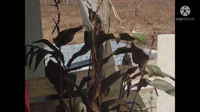 qhias tshuaj zoo kab mob 19 rau nej os ib tsoom phooj ywg 02029797895 смотреть онлайн