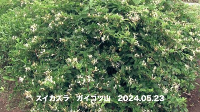 スイカズラ/Lonicera japonica 06_240515_森林公園ほか смотреть онлайн