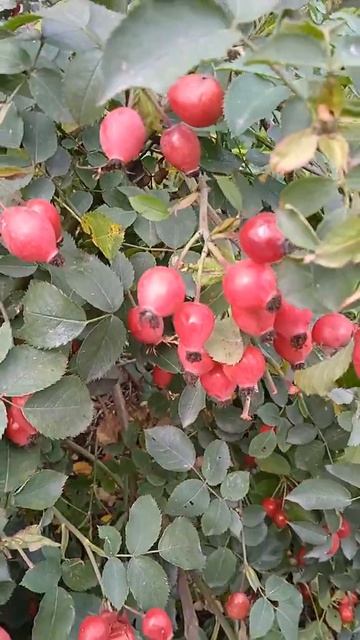 Шиповник, кусты для сада, Rosehip, bushes for the garden
