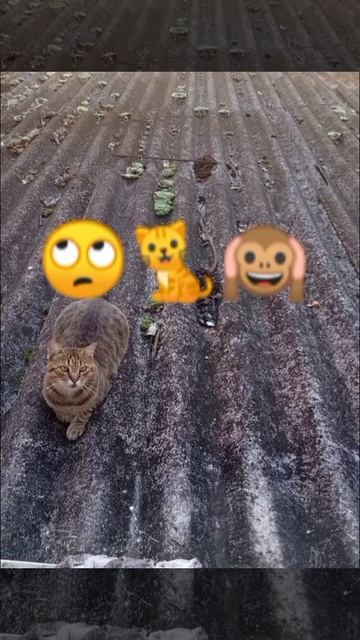 Gato engraçado 🙉 смотреть онлайн