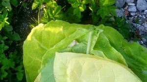 берли 9 табак 13 июля первая ломка