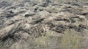 Корчевание леса