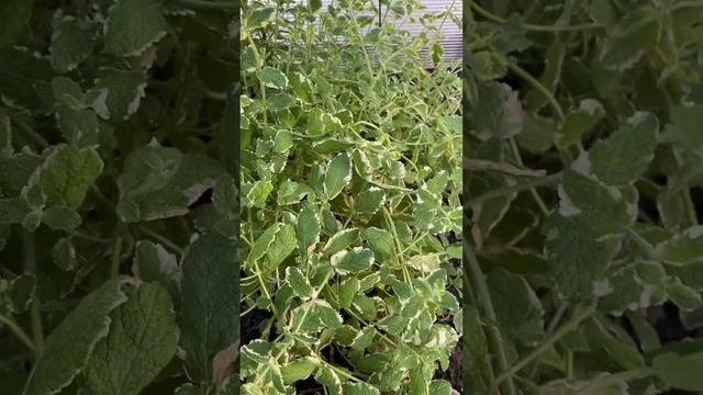 МЯТА АНАНАСНАЯ (ДУШИСТАЯ, PINEDO, АНАНАСНАЯ ВАРИЕГАТНАЯ, АНАНАСНАЯ ПЕСТРОЛИСТНАЯ)