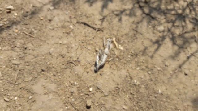 Богомолы смотреть онлайн