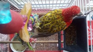 розелла жрёт и не чирикает VID 20221016 170539