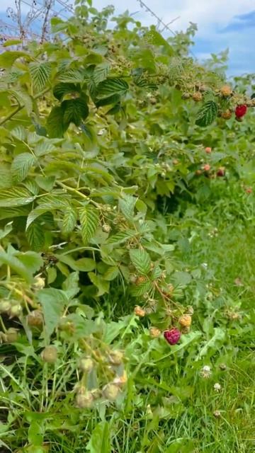 Raspberry farm😋 | raspberry ka khet #raspberry #futurefarm #youtubeshortsvideoviral смотреть онлайн