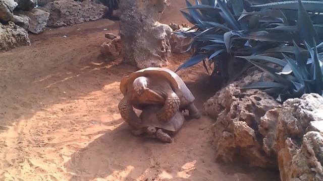 Романтические Отношения Черепах Живой Звук смотреть онлайн