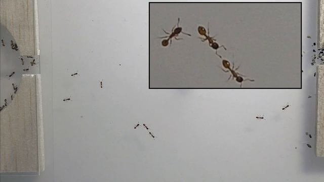 Tandem running in Temnothorax albipennis смотреть онлайн