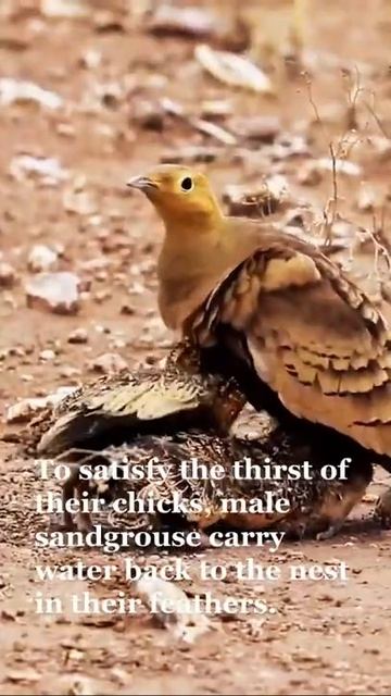 Chesnut Bellied Sandgrouse смотреть онлайн
