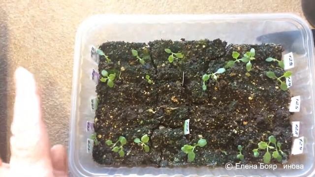 ПРИМУЛА 20.02.18