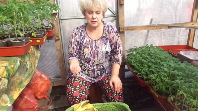 КАКИЕ ТОМАТЫ МОЖНО ПОСЕЯТЬ В АПРЕЛЕ?