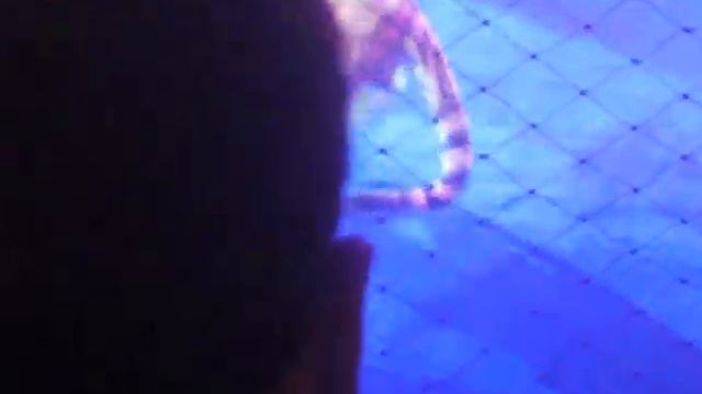 Представление со зверями в цирке Багдасаровых. смотреть онлайн