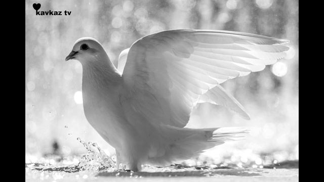 лезгинская песня гр. Рухун Лацу лиф (Лезгинские) смотреть онлайн