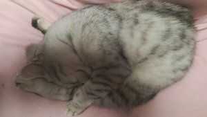 Коты так не спят же_ Или я не прав_!