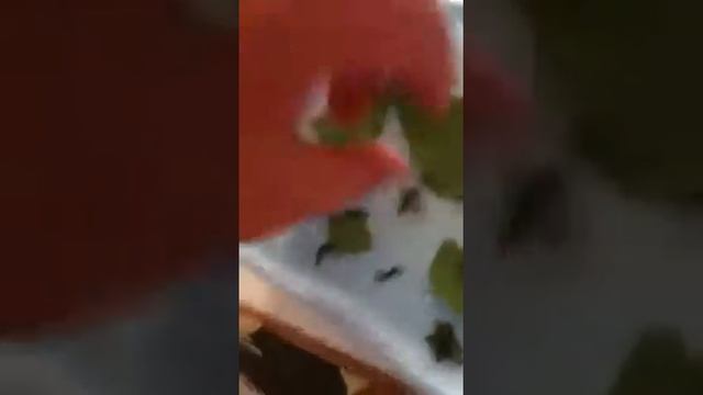 Larver смотреть онлайн