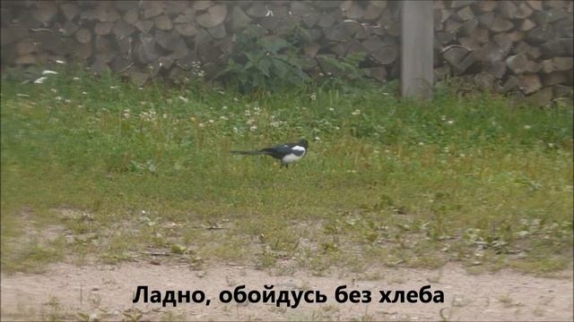 Мои друзья пернатые смотреть онлайн