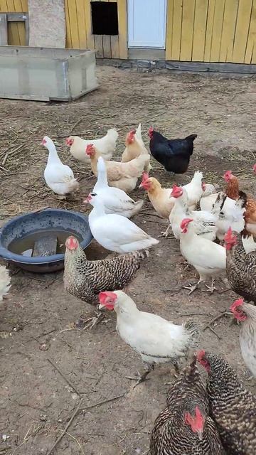 С чего начинается утро в деревне 🏠 Гуси 🪿 с гусятами, курочки 🐔 петушки 🐓 уточки 🦆 смотреть онлайн