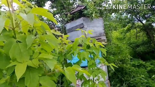 Переезд в деревню.Пчелы,рой 2020. смотреть онлайн