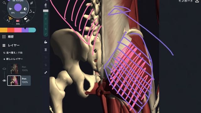 Myofascial connections on sacrum (English) смотреть онлайн