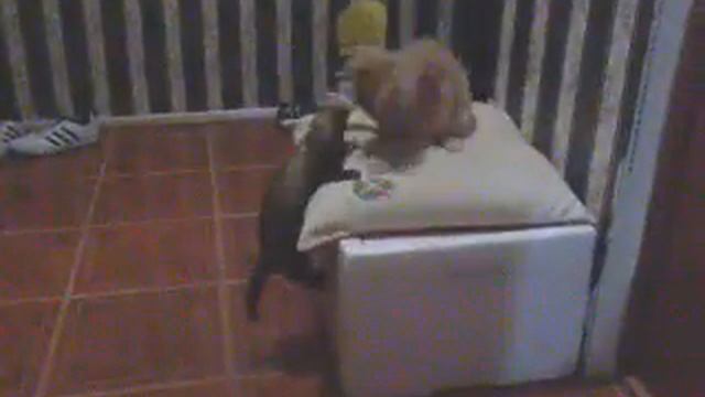 Кот и хорек смотреть онлайн