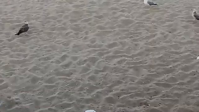 Чайки – любители мусора🚮/ Чайки-любители на боклука🚮/ Seagulls - garbage lovers🚮 🇧🇬 20.08.2019 смотреть онлайн