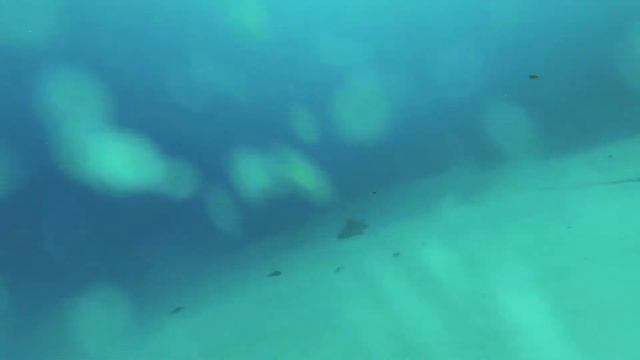 Freediving in Dahab 2.Egypt./Фридайвинг в Дахабе 2. Часть4.Ныряем в El Garden.