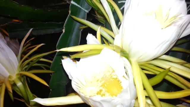 Update : Dragon Fruit Flowering смотреть онлайн