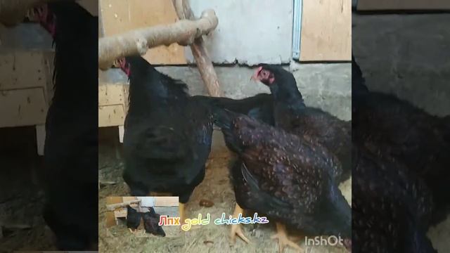 Порода Корниш. #2020 #сезон #молодняк смотреть онлайн