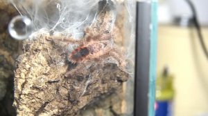Avicularia minatrix - mating / Paarung HD