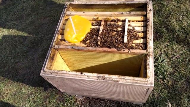 СРОЧНО! Что нужно делать на пасеке после первого облёта. смотреть онлайн