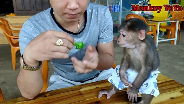 YoYo JR eats cute broccoli | Monkey Baby YoYo