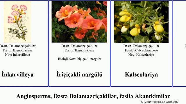 Angiosperms, Dəstə Dalamazçiçəklilər, fəsilə Akantkimilər minaçiçəyi lantana angustifolia Hind Fil смотреть онлайн