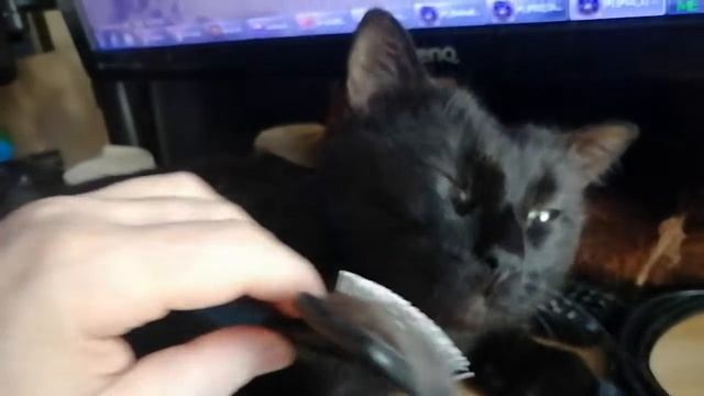 Чеширский кот смотреть онлайн