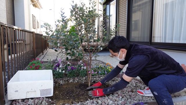 【もう悩まない】フェイジョアの植え替えを紹介します。抜根動画あります。