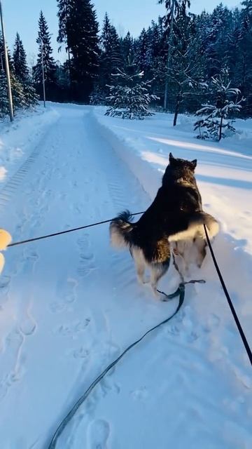 хаски лучшие друзья😁🤩 #дружбанавсегда #ребятишки