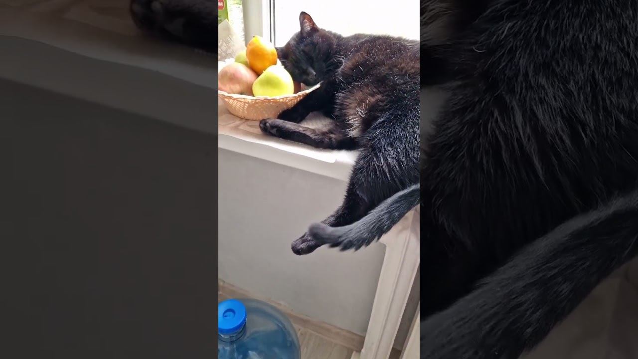 #cat #домашниелюбимцы #смешныекоты