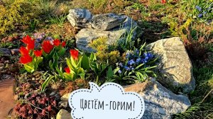 Цветение ботанических тюльпанов на каменной кучке. Показываю красоту и потери после зимы