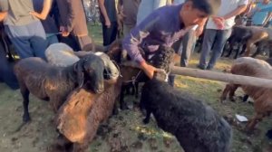 НАРҲИ ГОВ БОЗОР СЕЗОН РЕГАР 9 июня 2024 г.