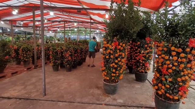 Review Vườn Cây Cảnh/ Princess Garden Singapore. смотреть онлайн