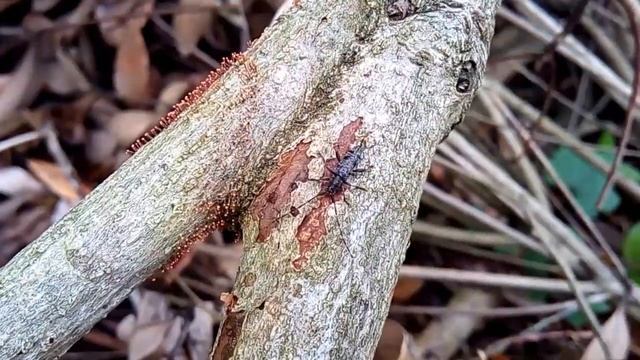 小さな虫たちの散歩道 梅雨編Ⅲ🐞🦋🐞其の8 Promenade with small insects Rainy seasonⅢ смотреть онлайн