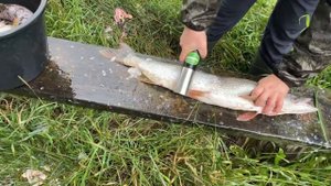 Рыбочистка на аккумуляторе! #рыба #щука #рыбалка #рыбак #улов