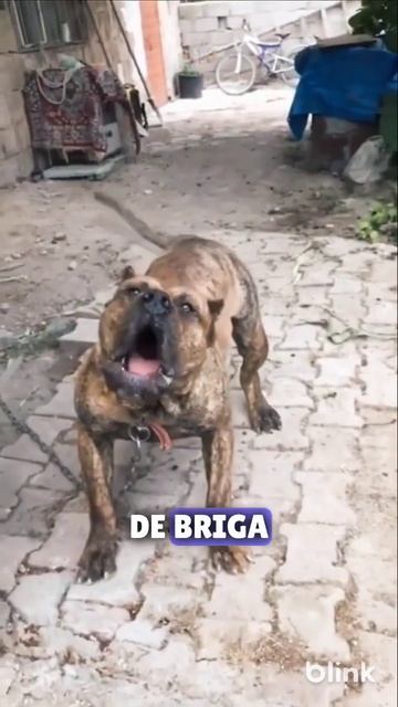Os CACHORROS mais BRAVOS do MUNDO😱 смотреть онлайн