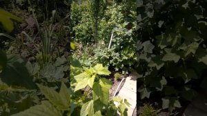 Смородина обзор сортов на 06.06.23г