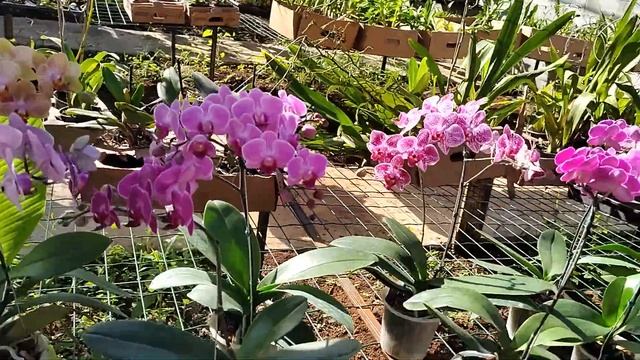 AS MAIS LINDAS ORQUÍDEAS QUE VC PODE TER!