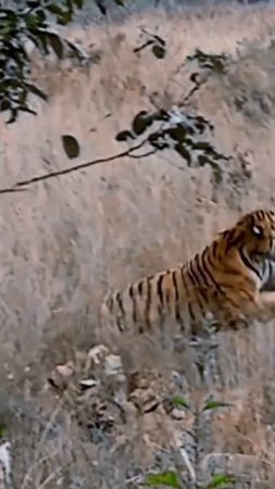 Tiger 🐯  । #shorts #trending #viral  #wildlife #subscribe #animal #youtube #nature #viralshorts